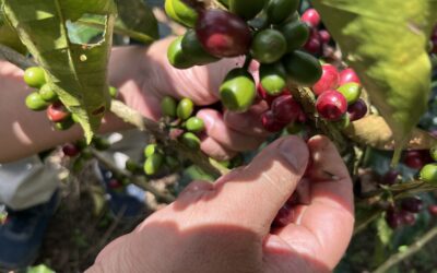 Escuela Binacional del Agua: café, territorio y futuro en Mayo–Chinchipe